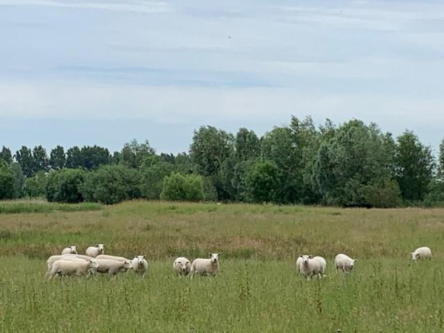 B&B Petit Chateau - Stijlvol Verblijf Centraal Gelegen In Zeeuws Vlaanderen Biervliet Eksteriør bilde